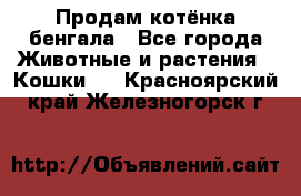 Продам котёнка бенгала - Все города Животные и растения » Кошки   . Красноярский край,Железногорск г.